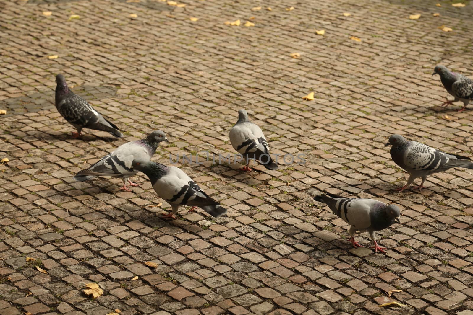Close up of the Pigeon
