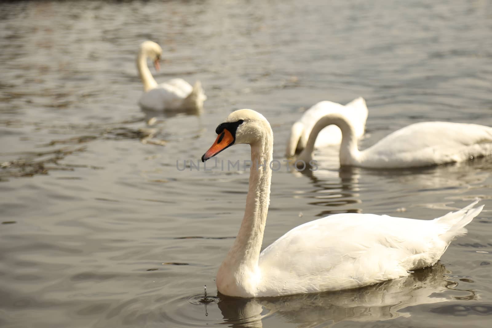 Birds in the Water