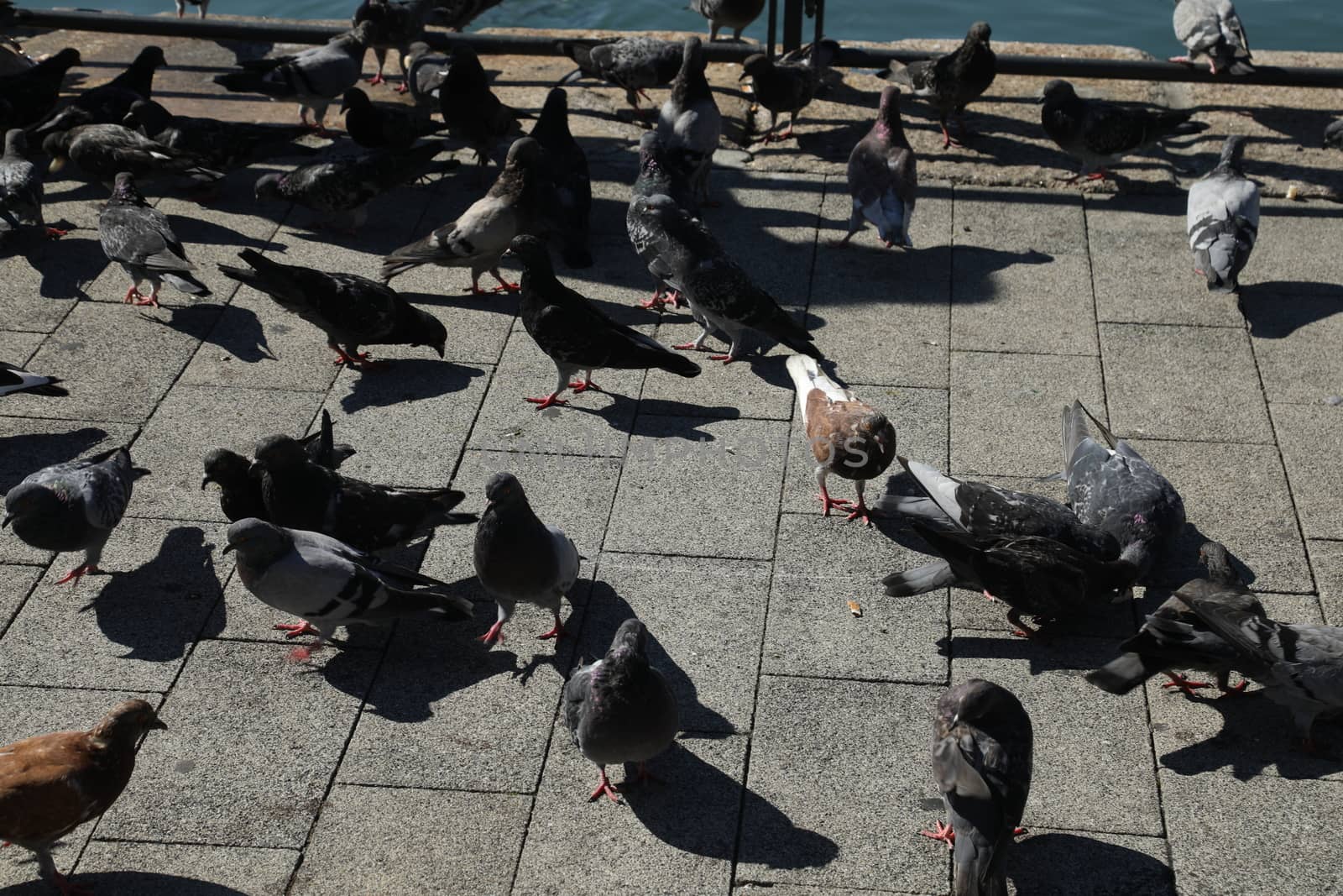 Close up of the Pigeon
