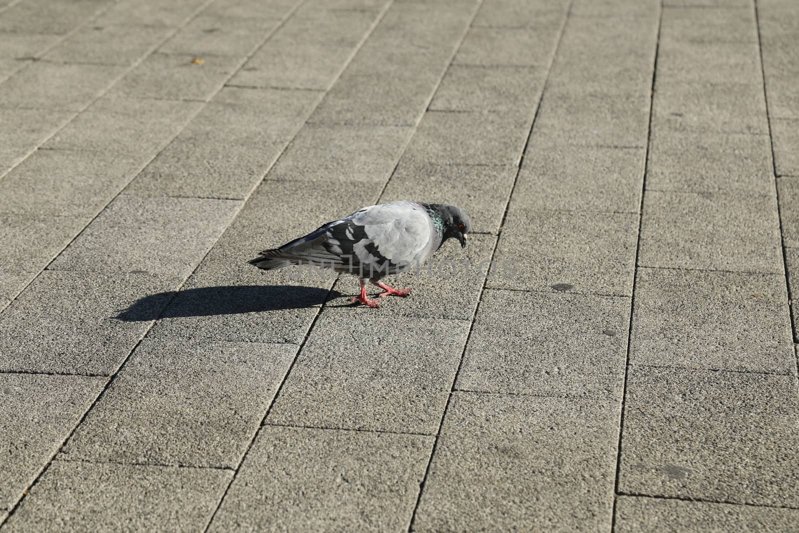Close up of the Pigeon