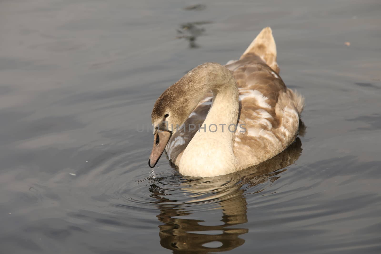 Birds in the Water