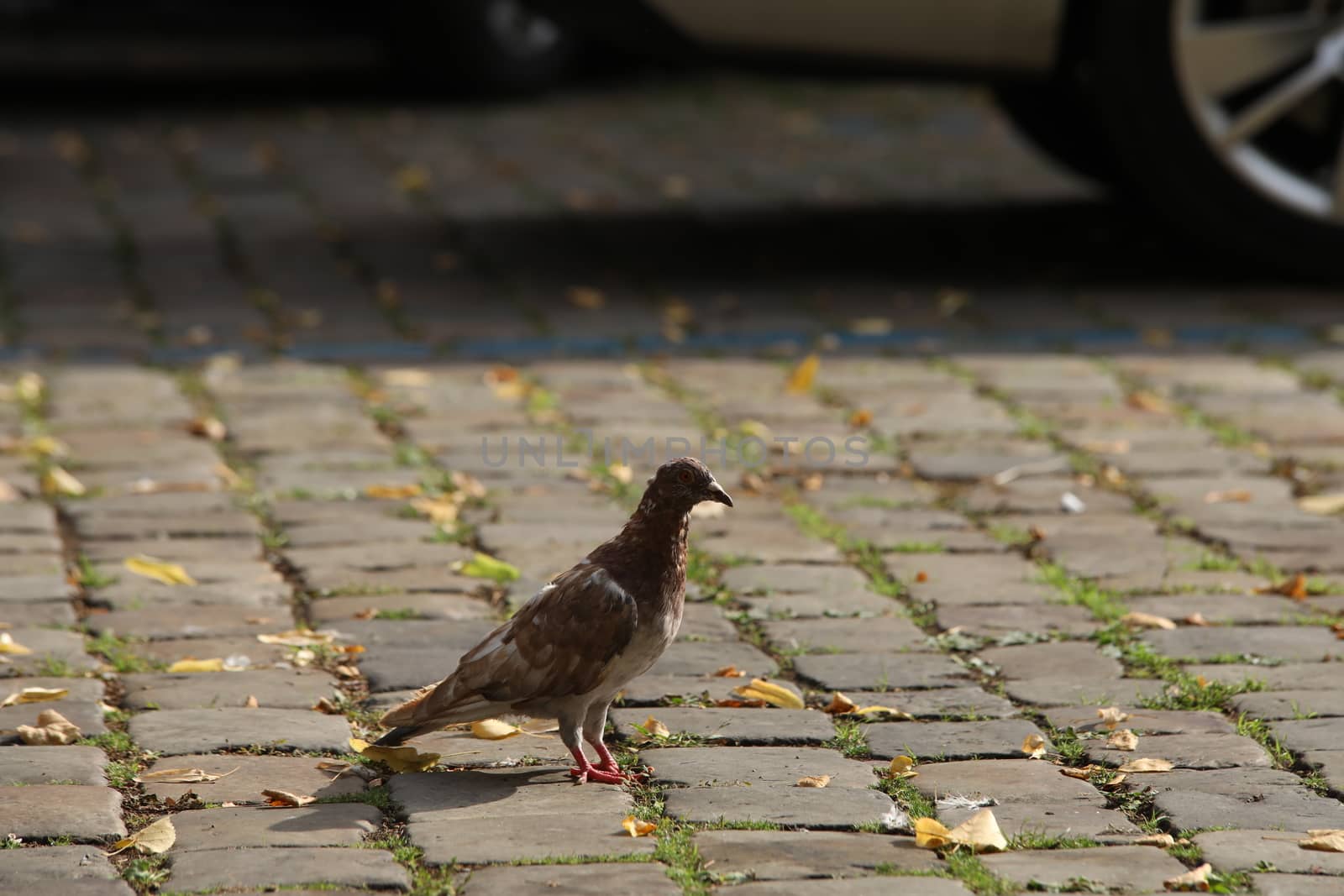 Close up of the Pigeon