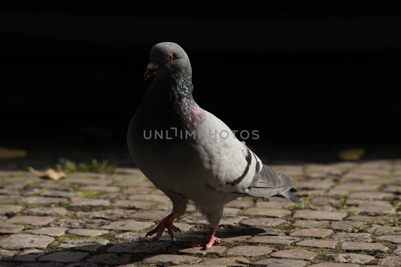Close up of the Pigeon