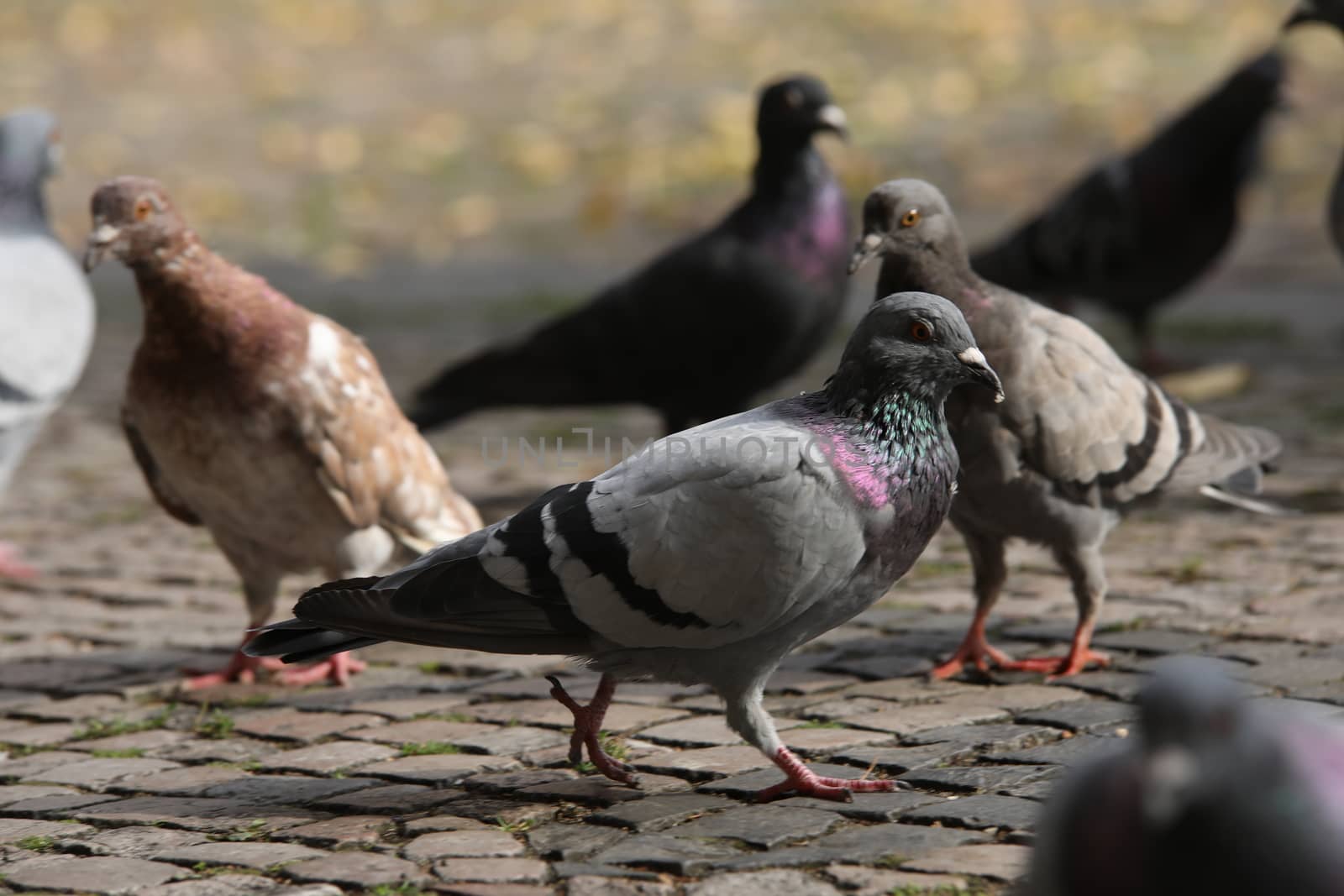 Close up of the Pigeon