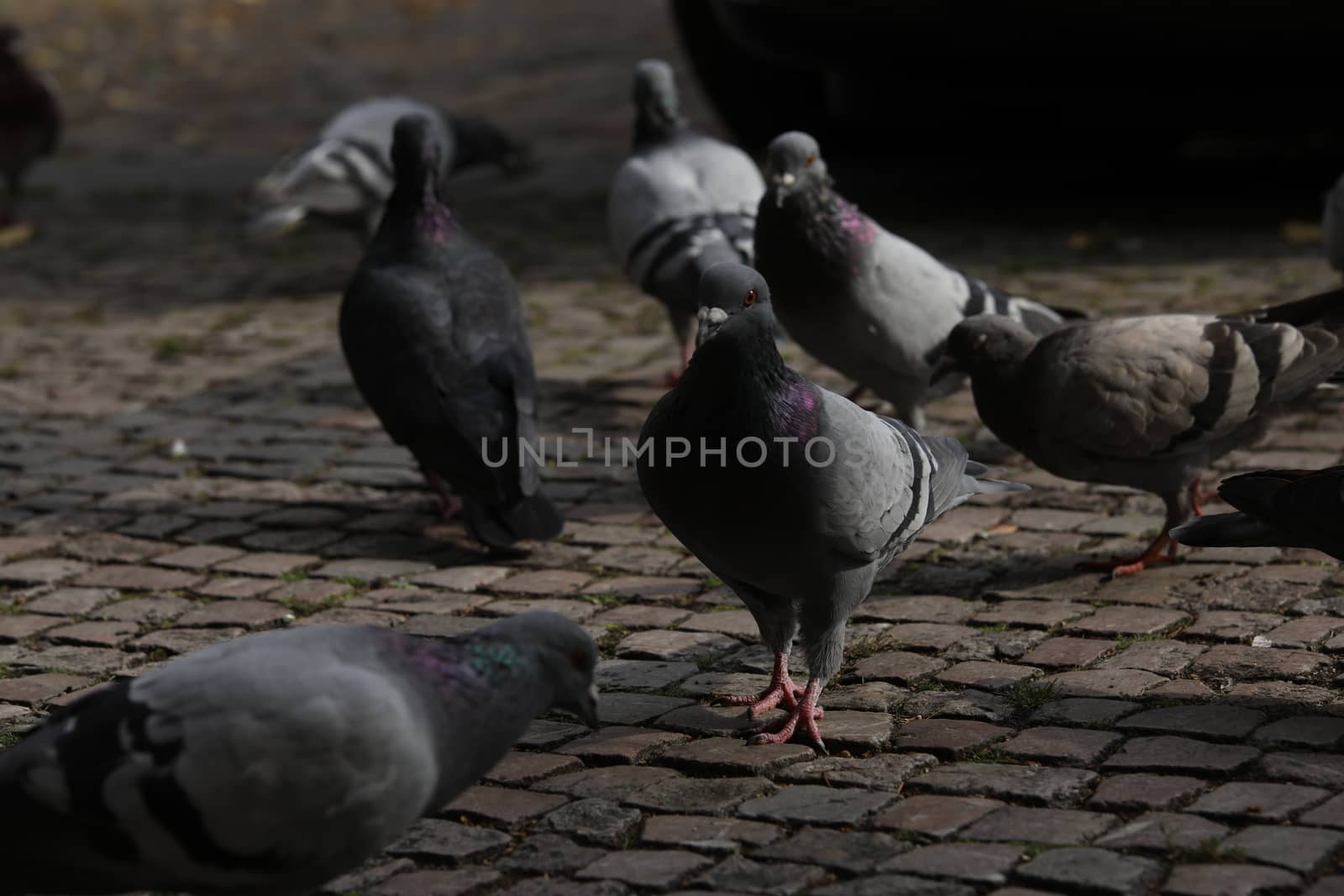 Close up of the Pigeon