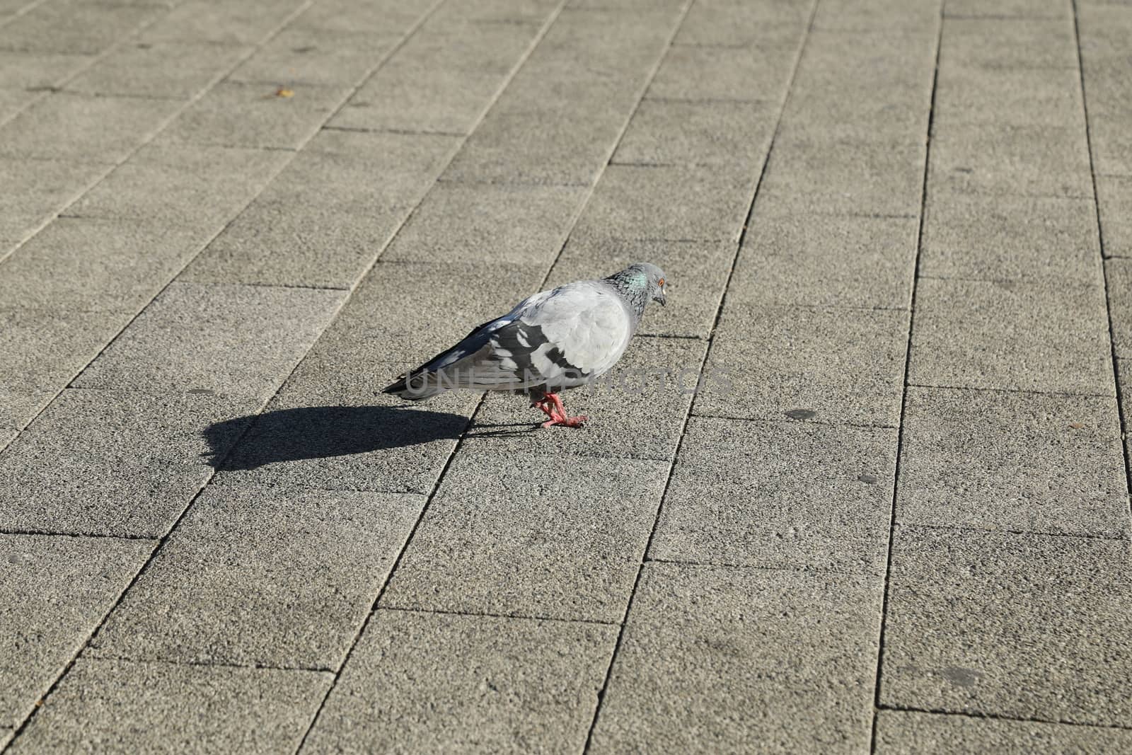 Close up of the Pigeon
