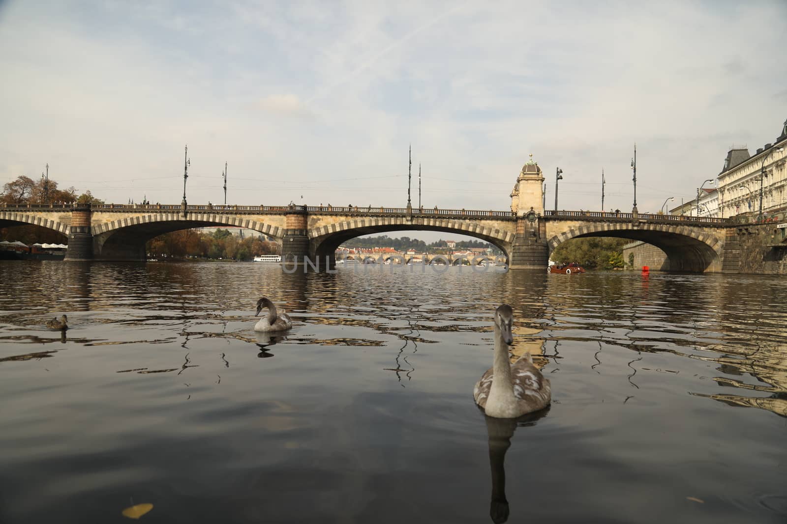 Birds in the Water