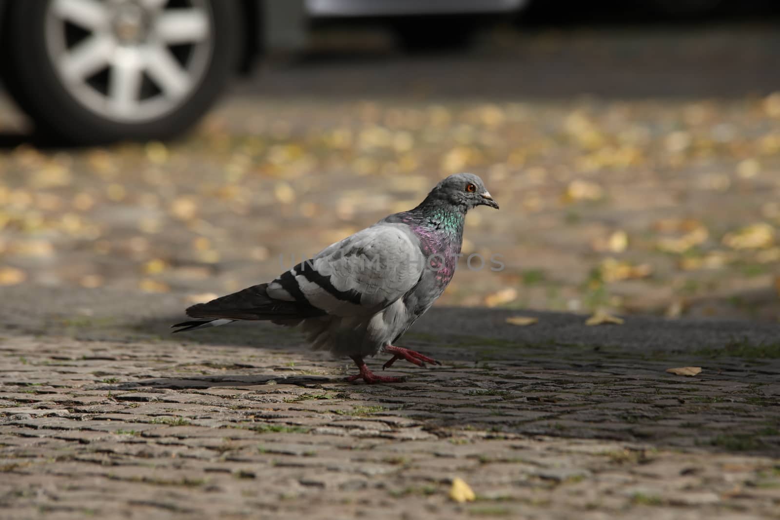 Close up of the Pigeon