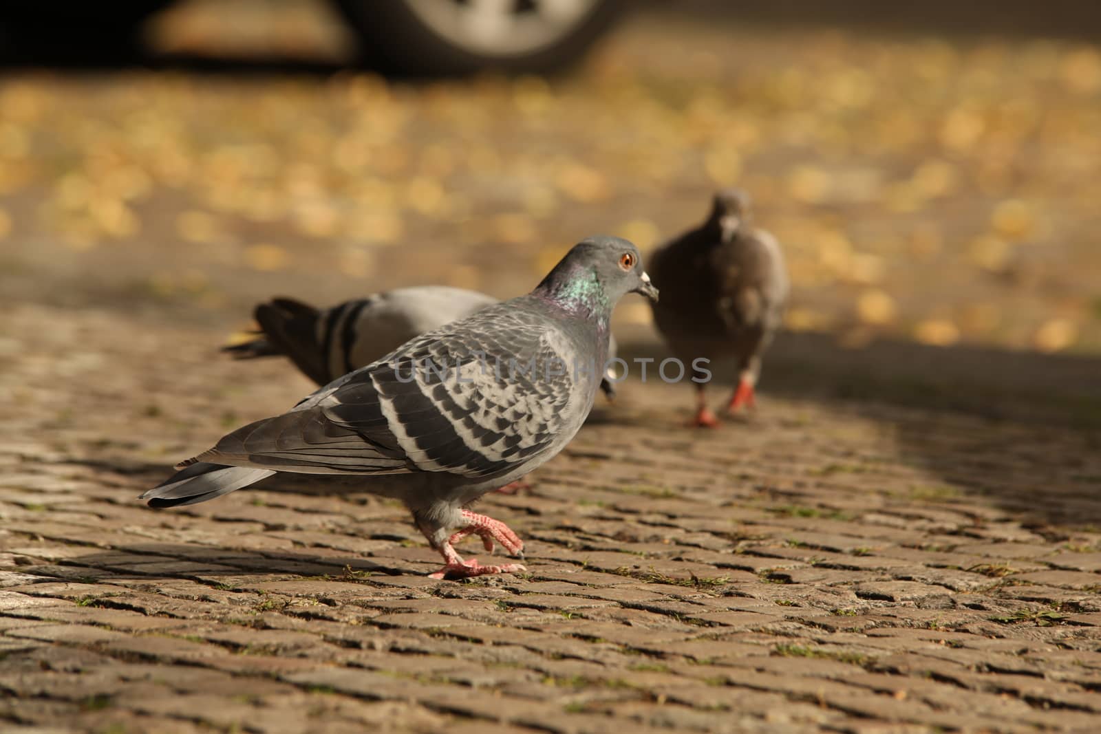 Close up of the Pigeon