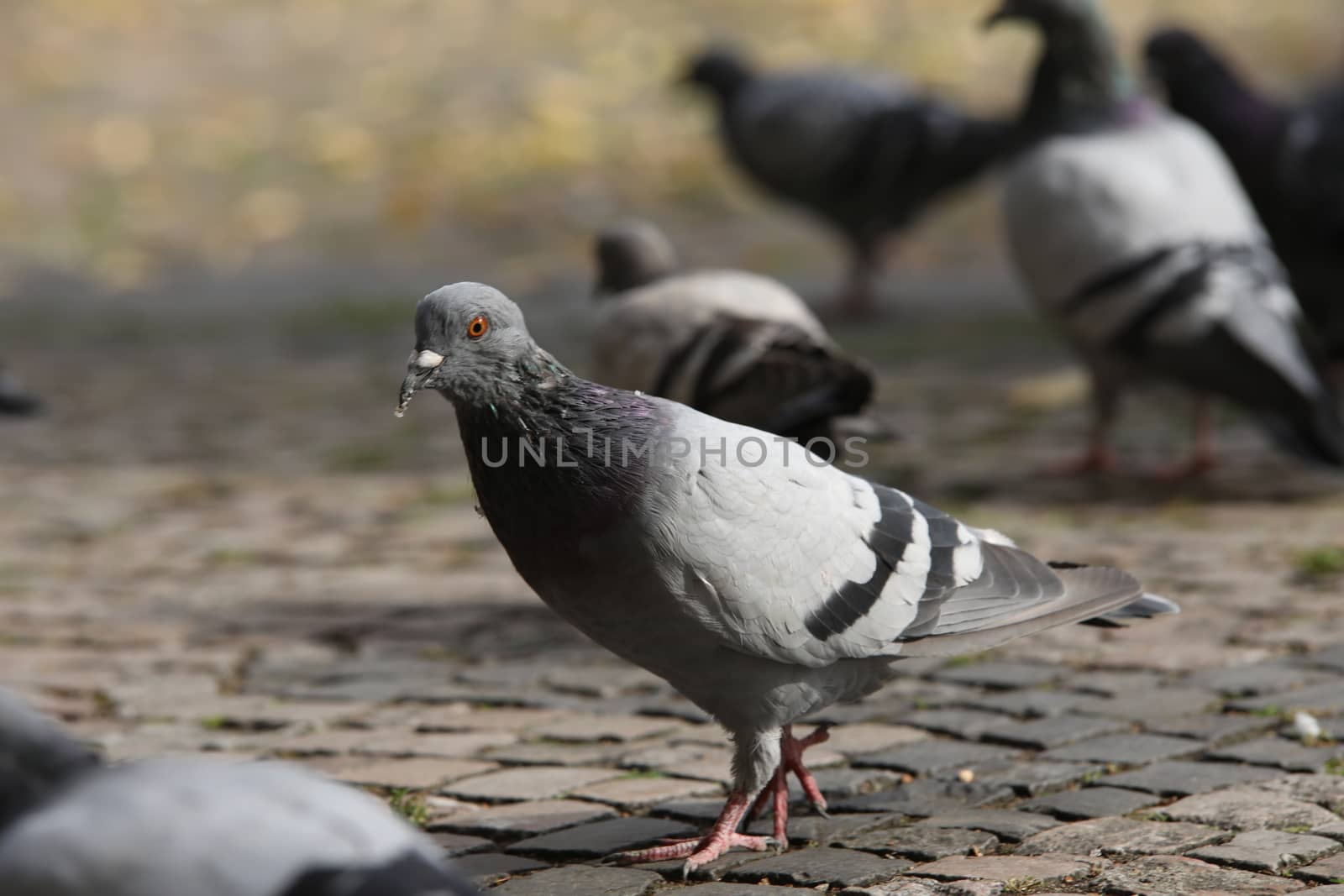 Close up of the Pigeon