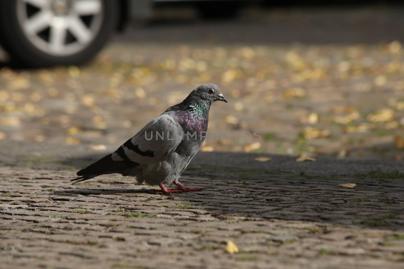 Close up of the Pigeon