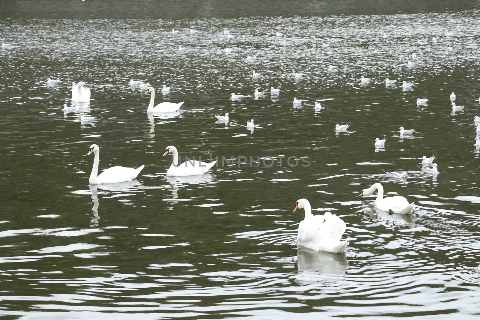 Birds in the Water