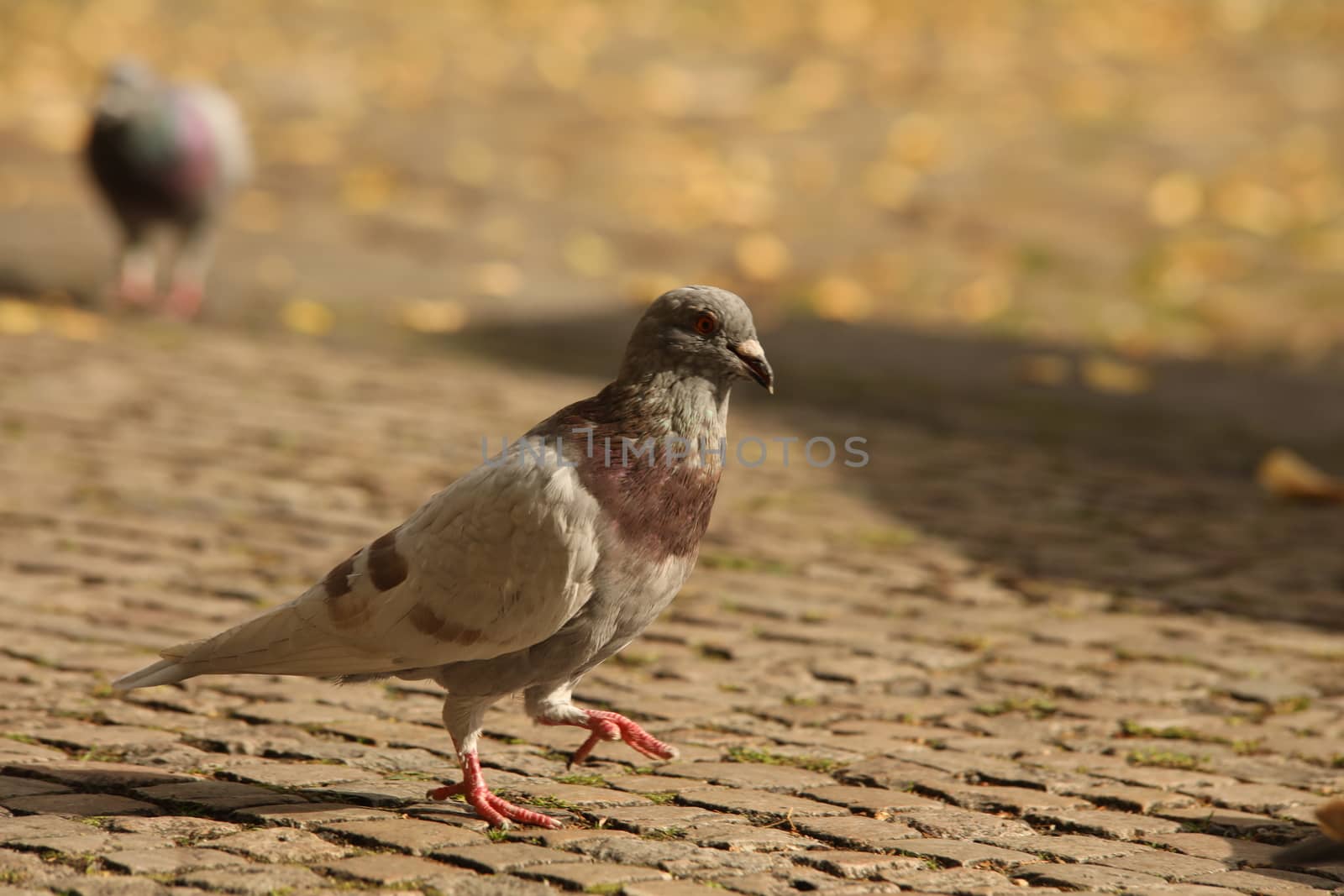 Close up of the Pigeon