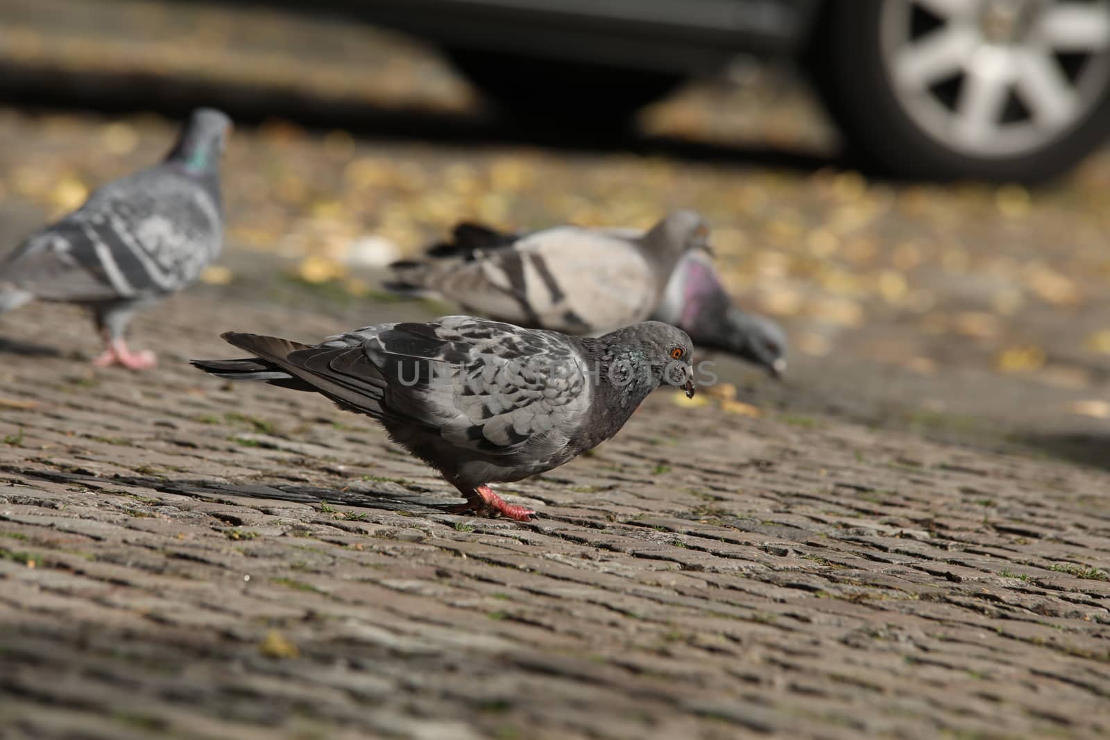 Close up of the Pigeon