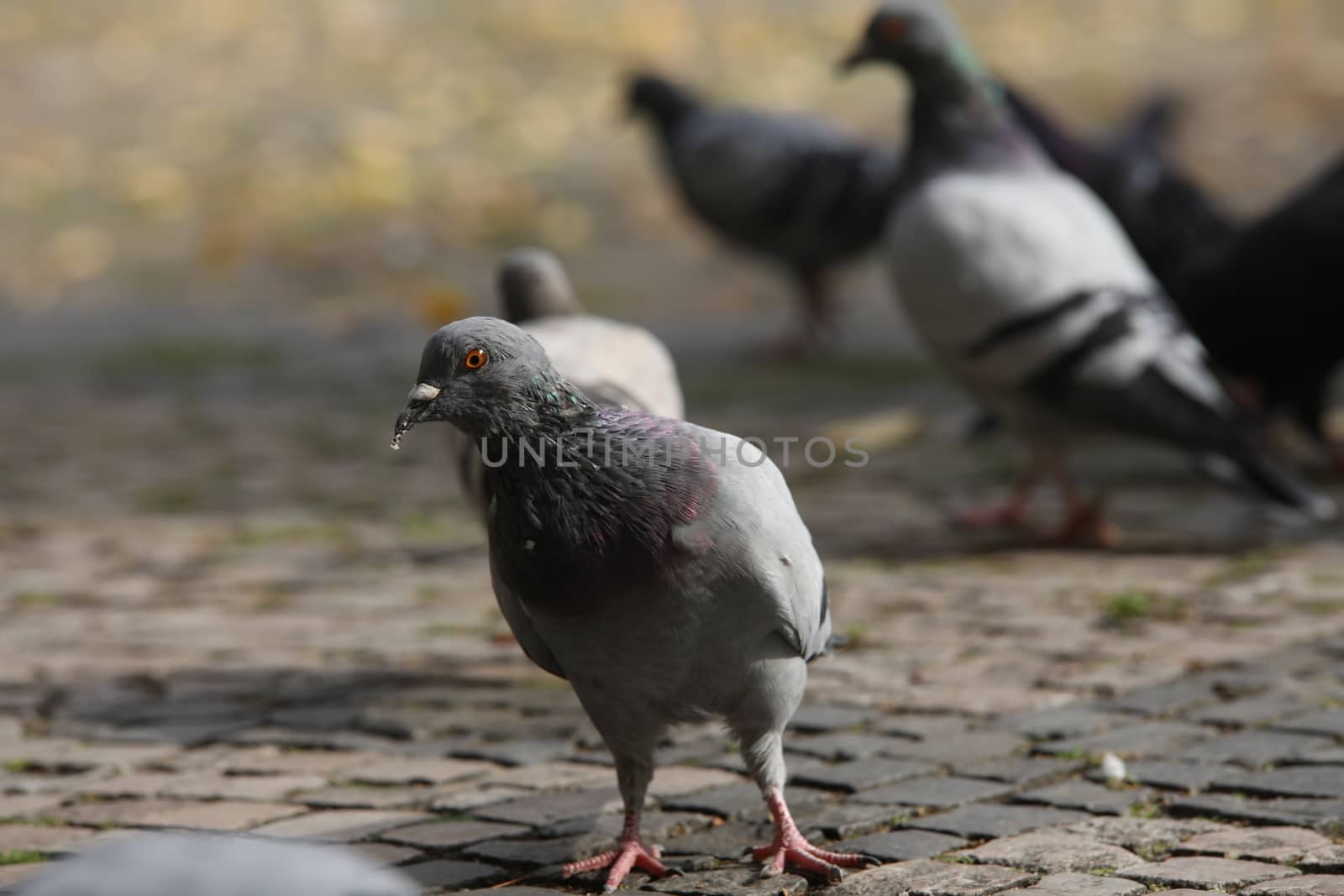 Close up of the Pigeon