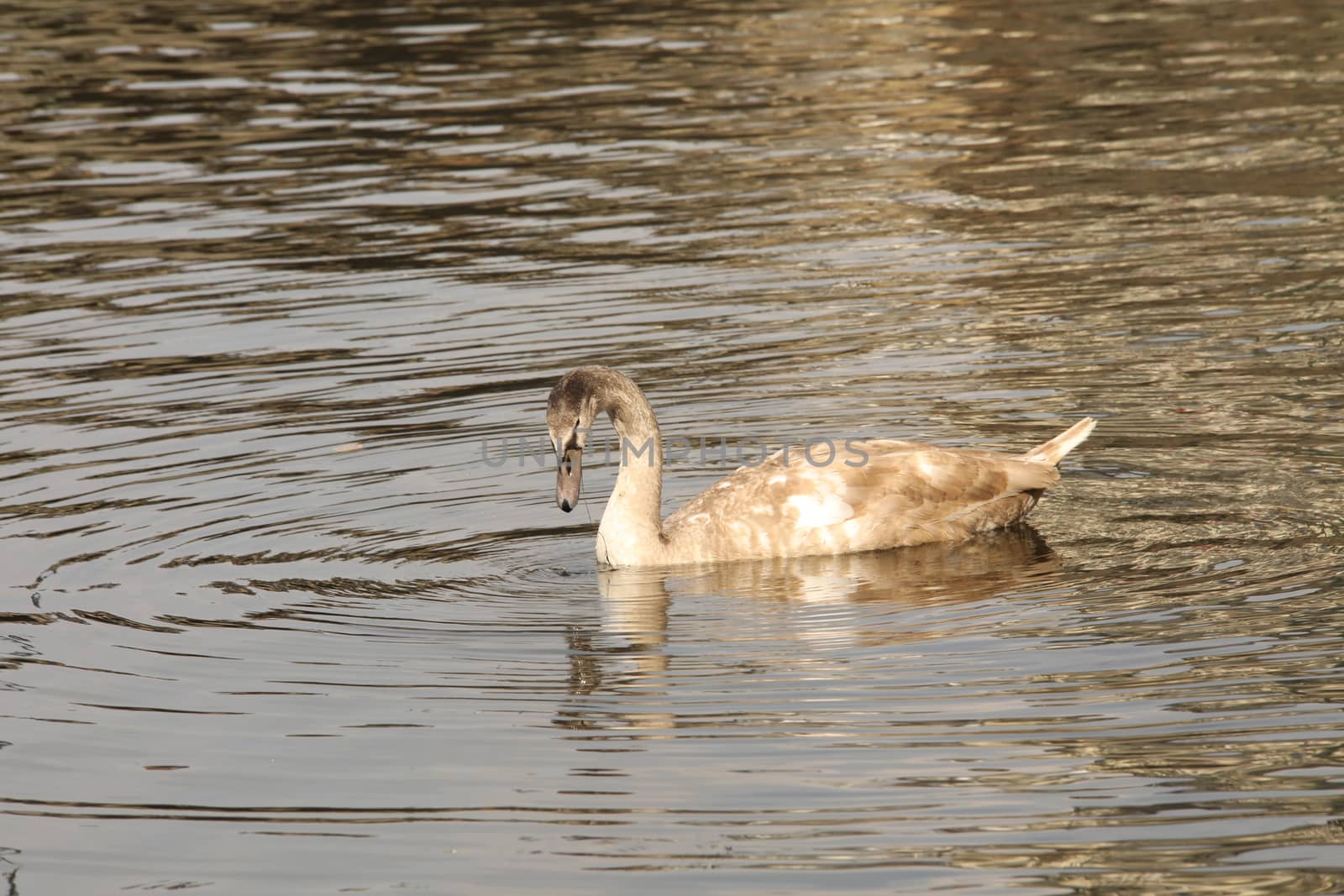 Birds in the Water