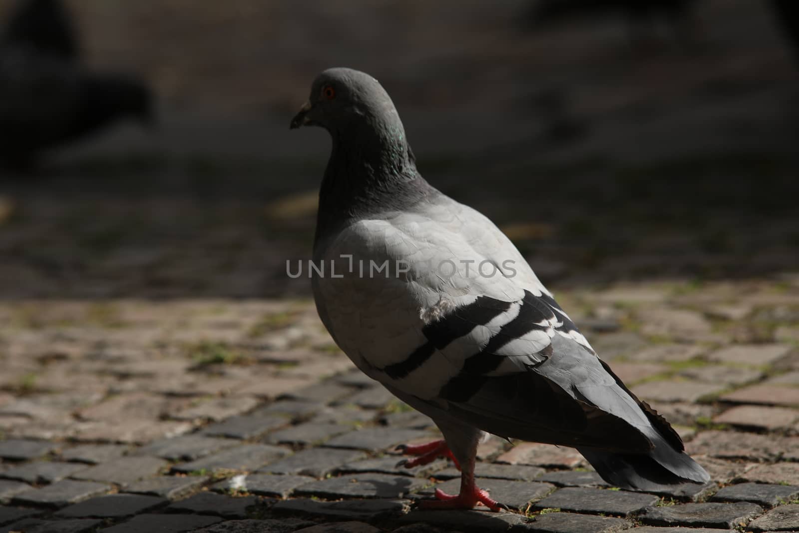 Close up of the Pigeon