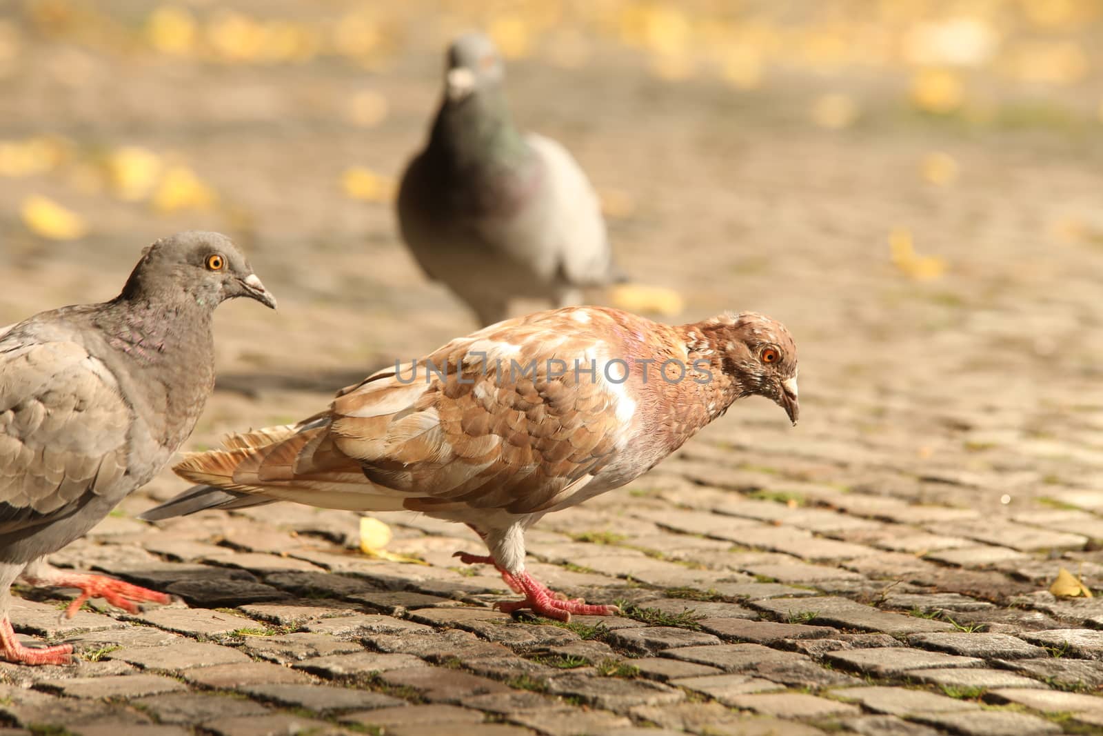 Close up of the Pigeon