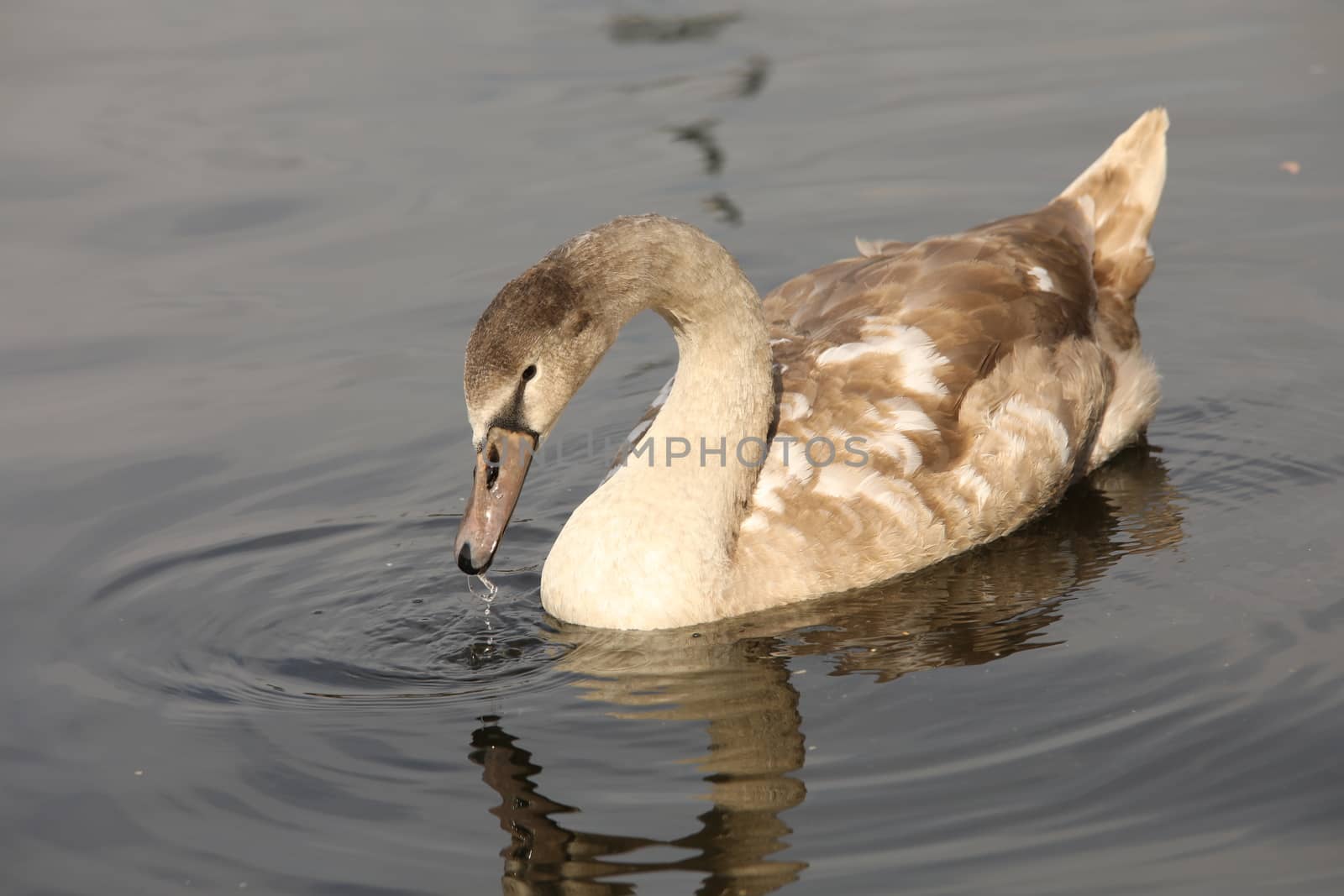 Birds in the Water