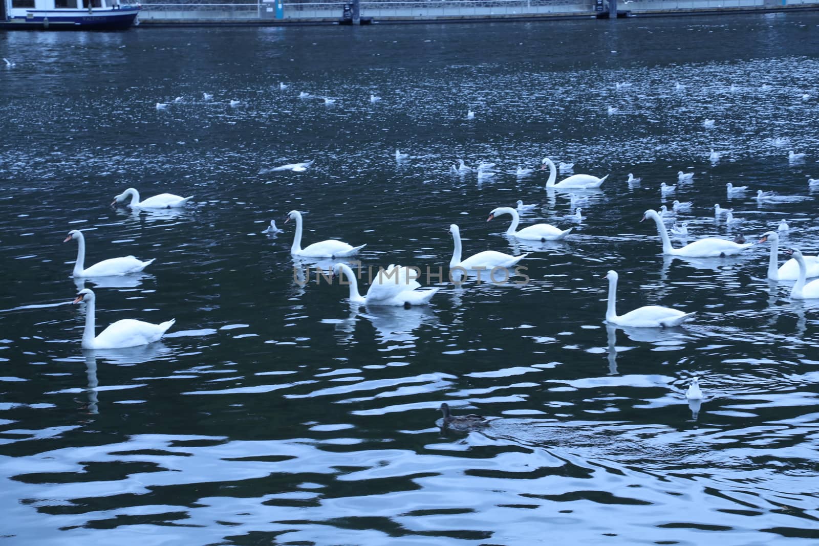 Birds in the Water