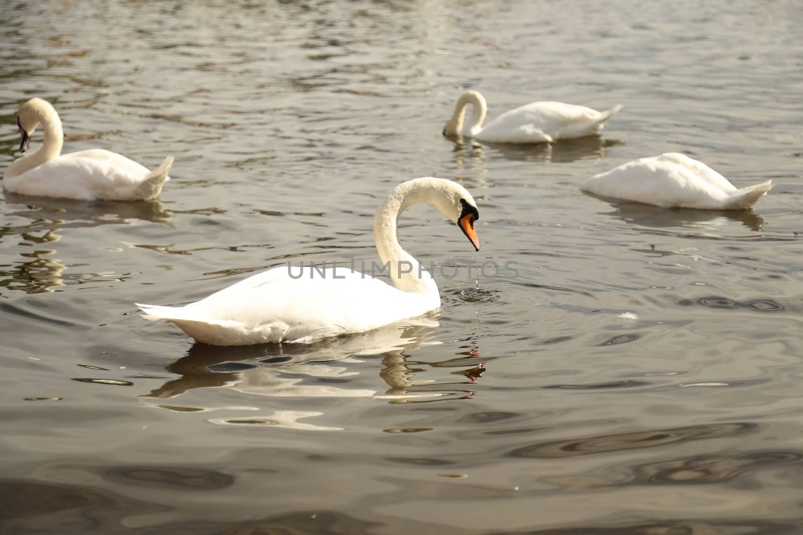 Birds in the Water
