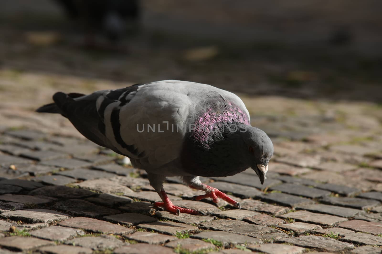 Close up of the Pigeon