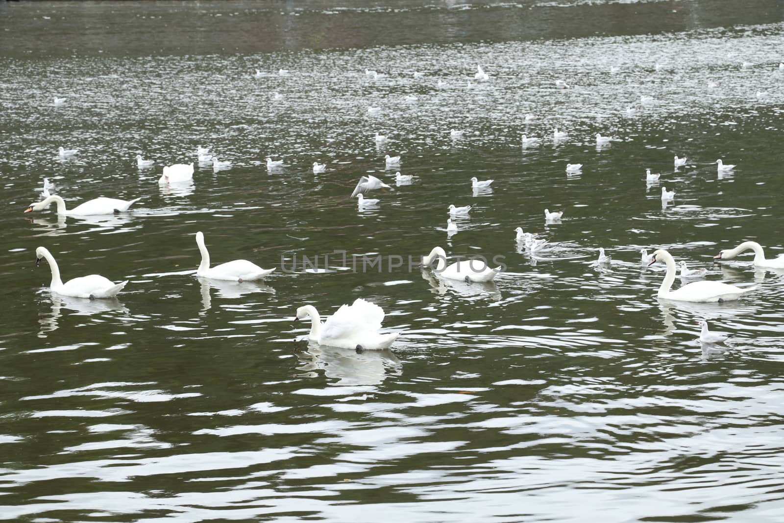 Birds in the Water