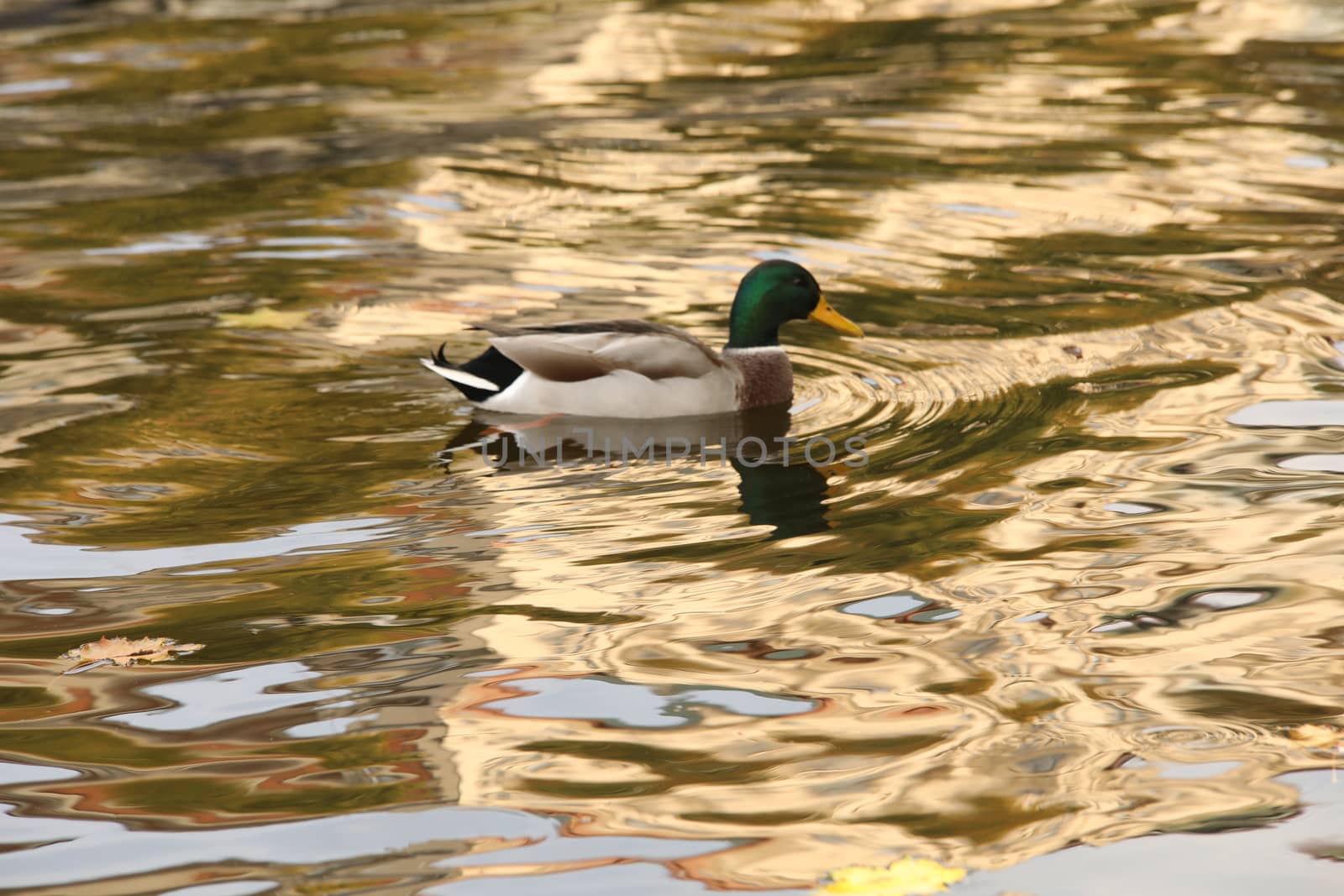 Birds in the Water