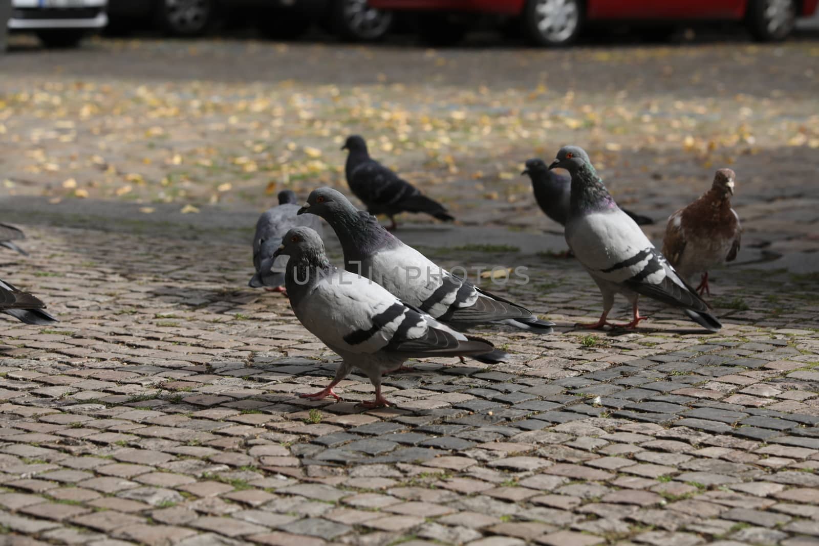 Close up of the Pigeon