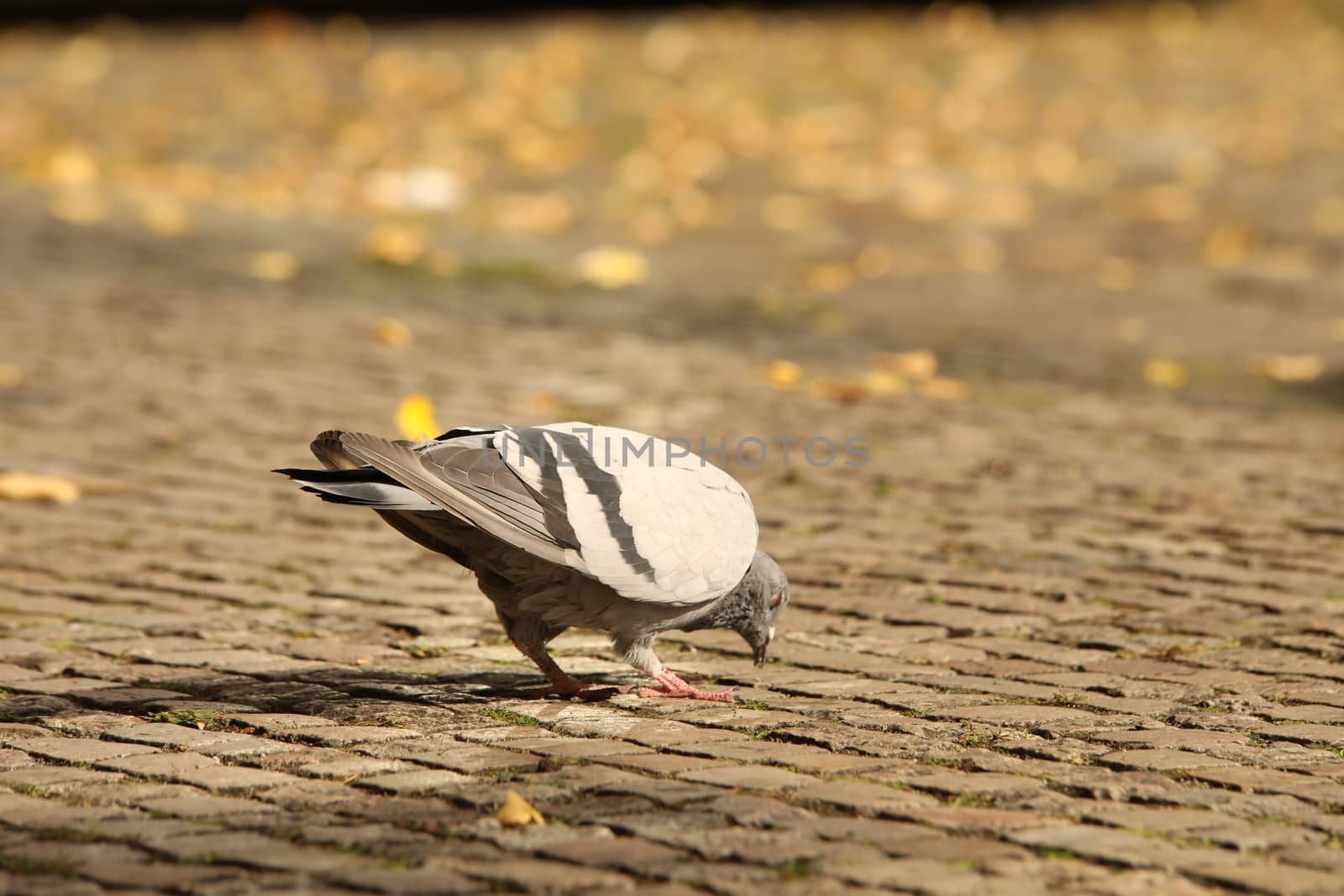 Close up of the Pigeon