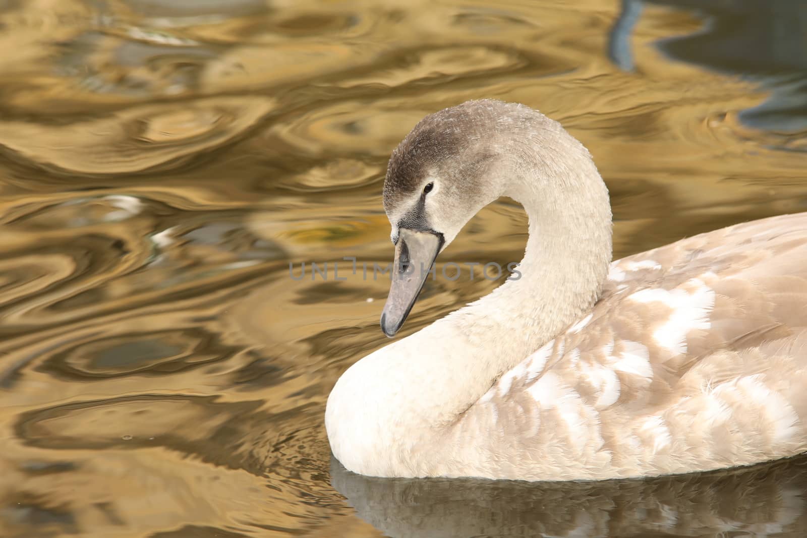 Birds in the Water