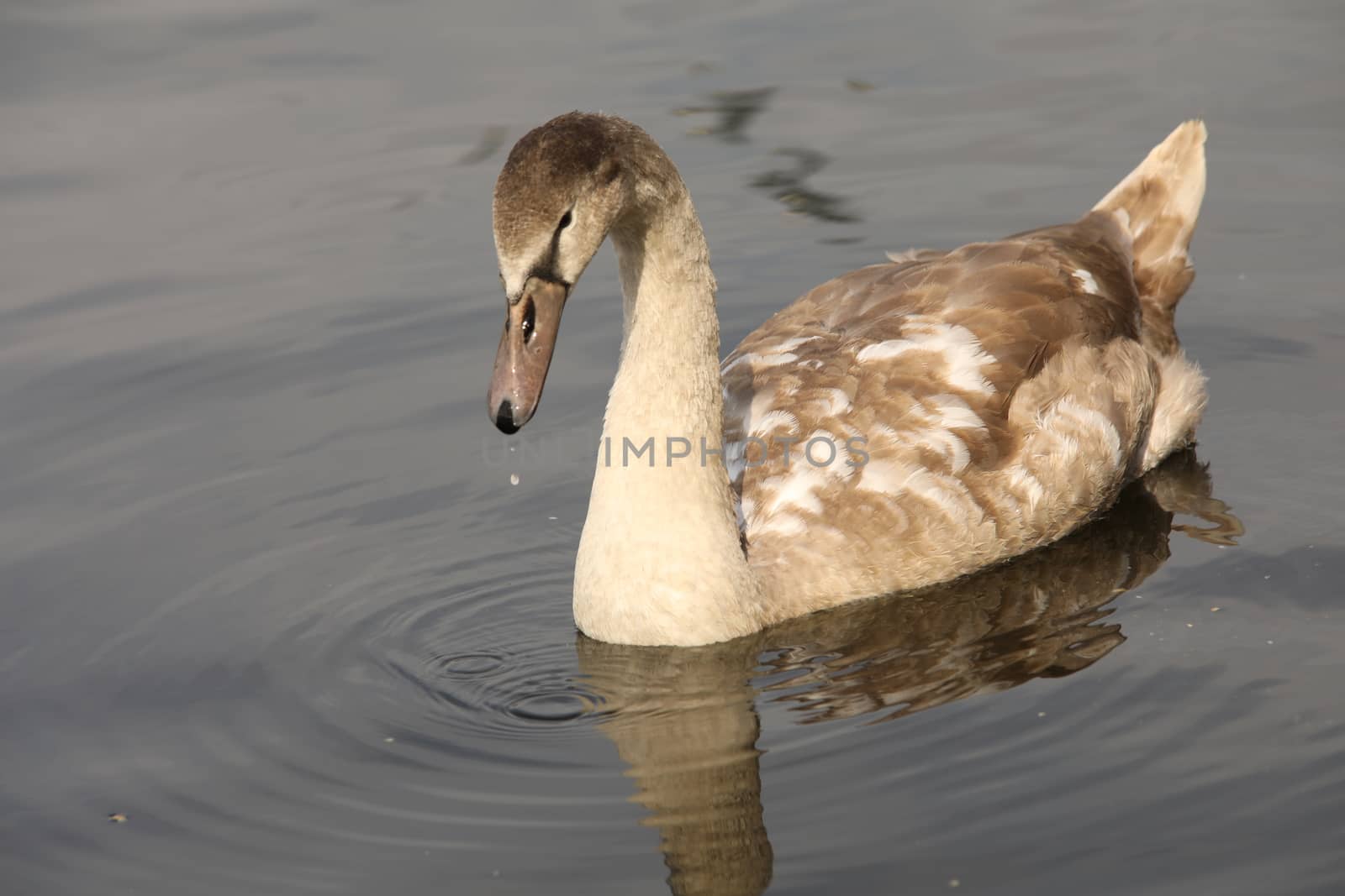 Birds in the Water