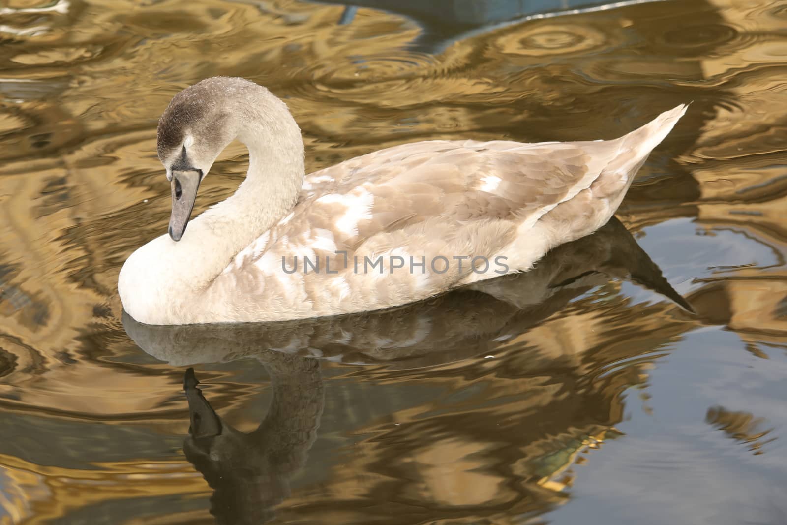 Birds in the Water
