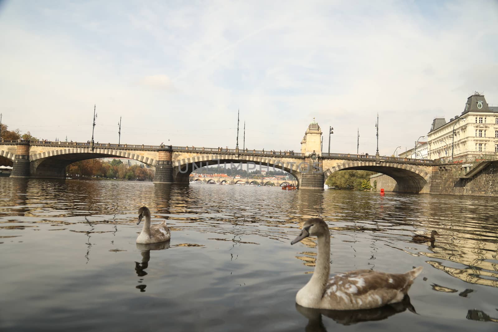 Birds in the Water