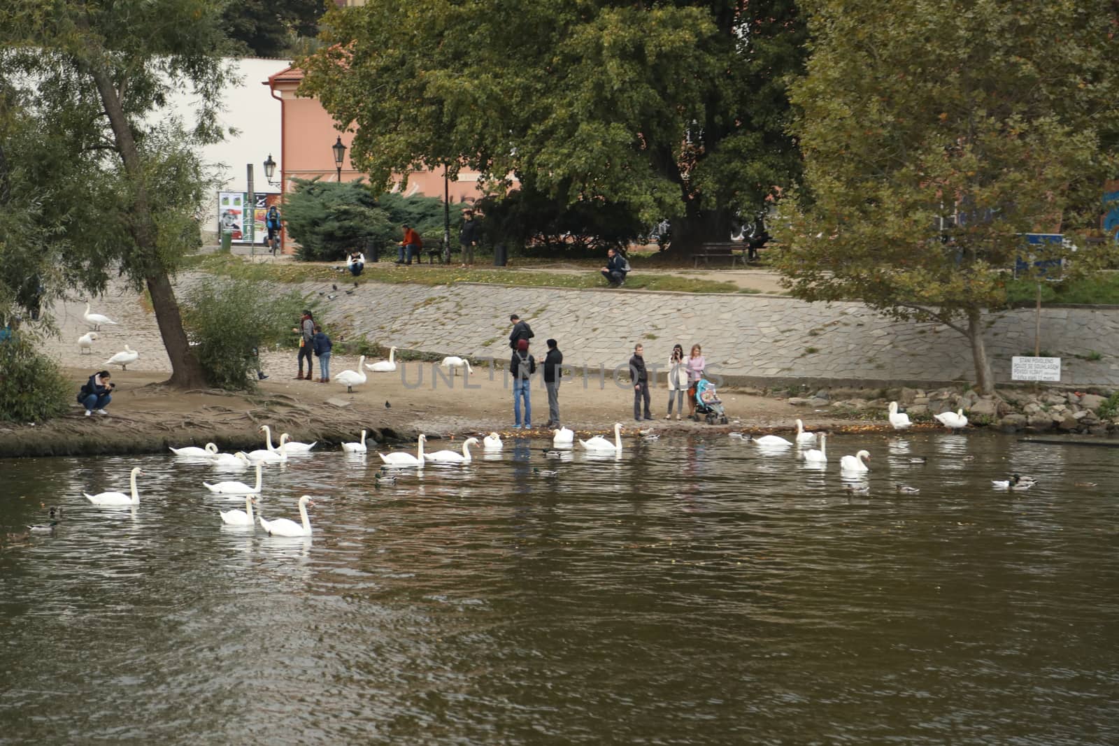 Birds in the Water