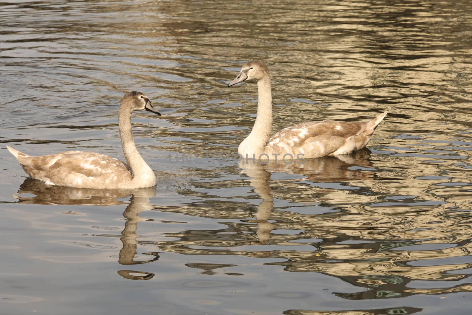 Birds in the Water