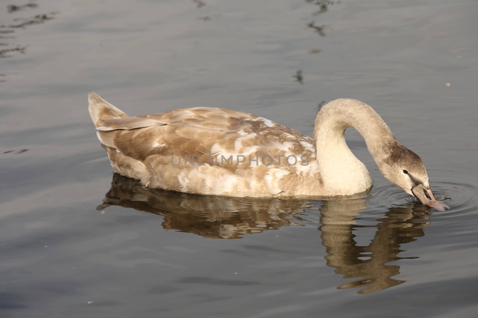 Birds in the Water