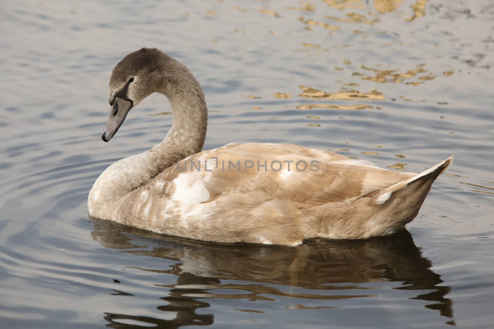 Birds in the Water