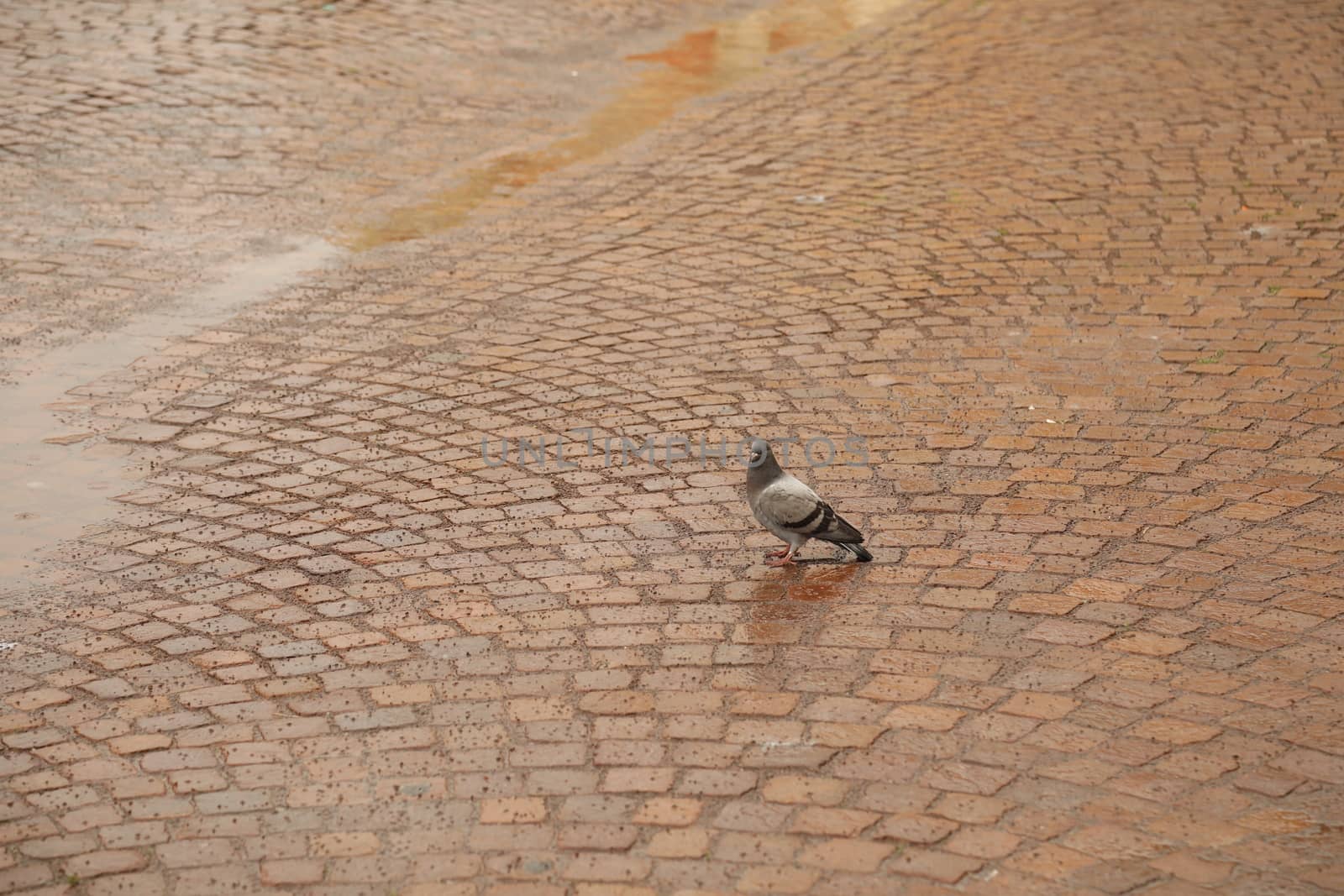 Close up of the Pigeon