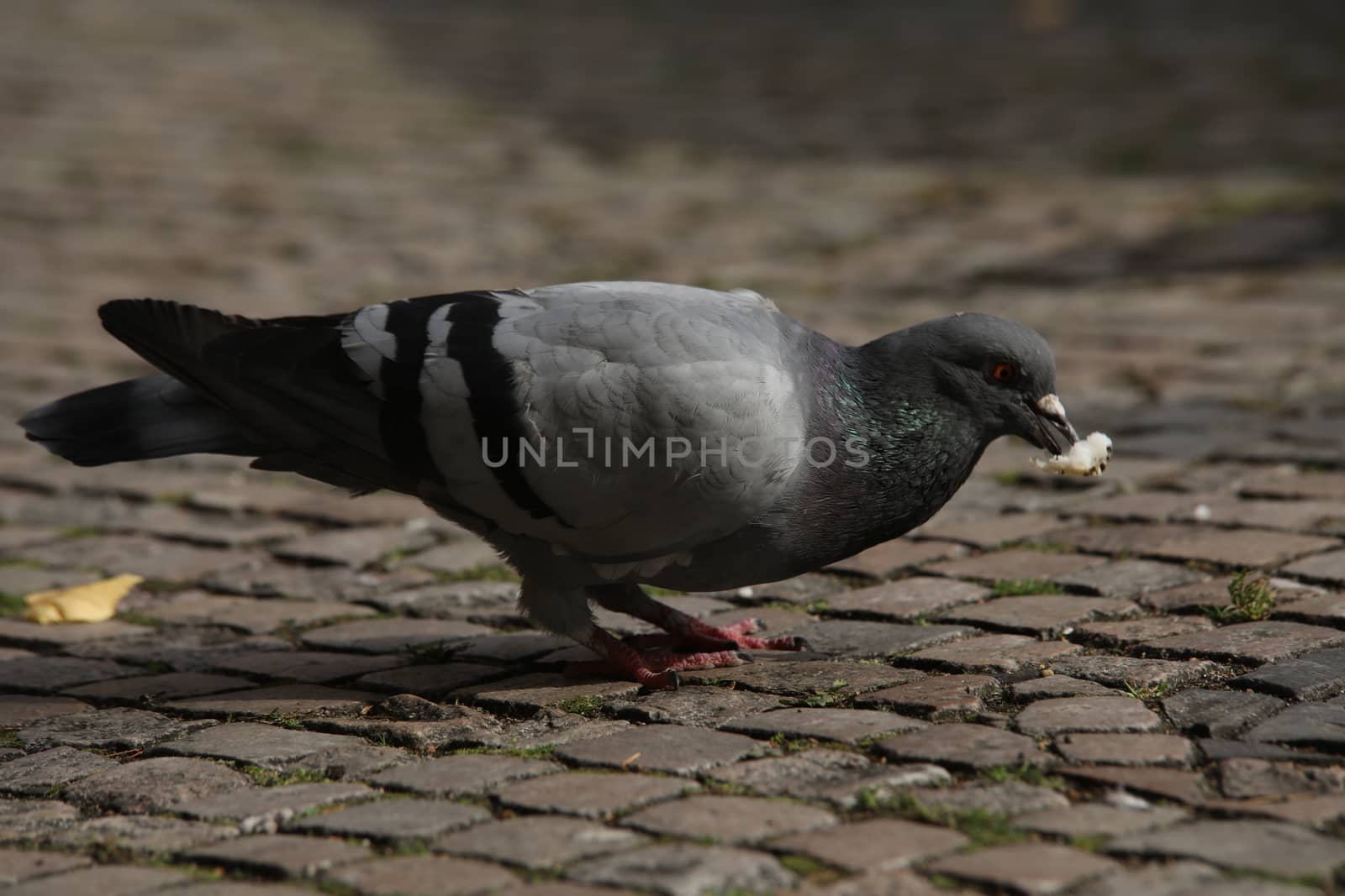 Close up of the Pigeon