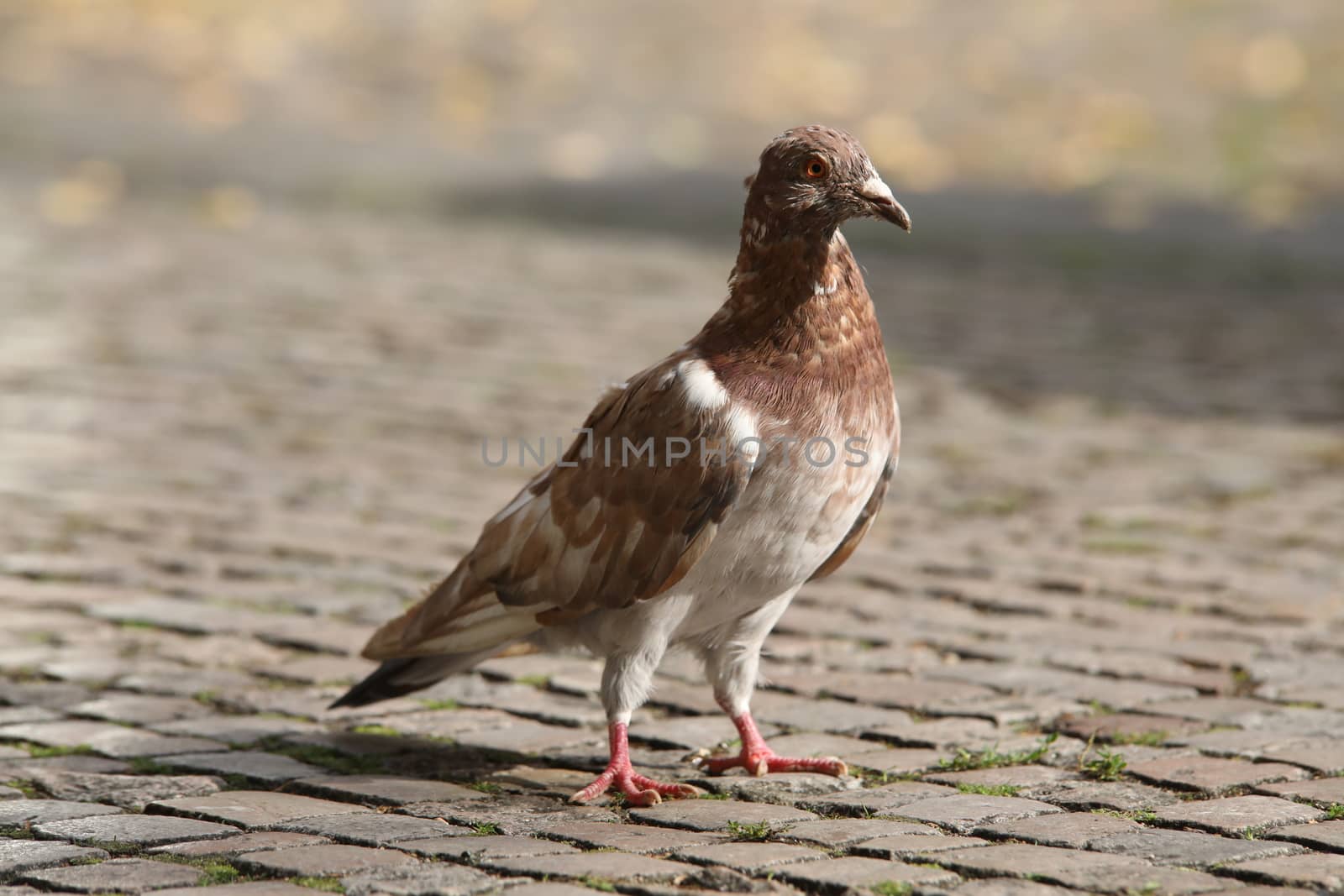 Close up of the Pigeon