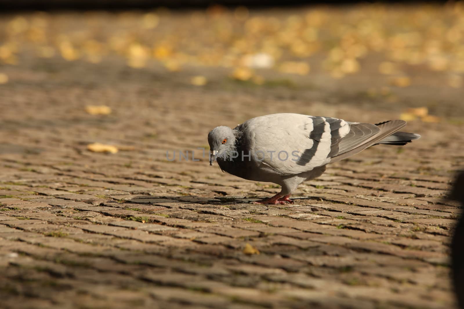 Close up of the Pigeon