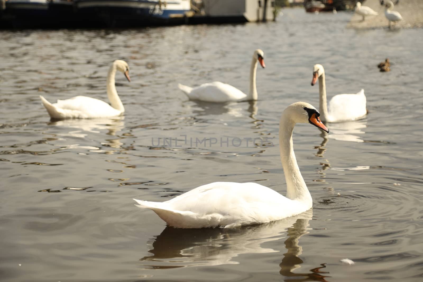 Birds in the Water