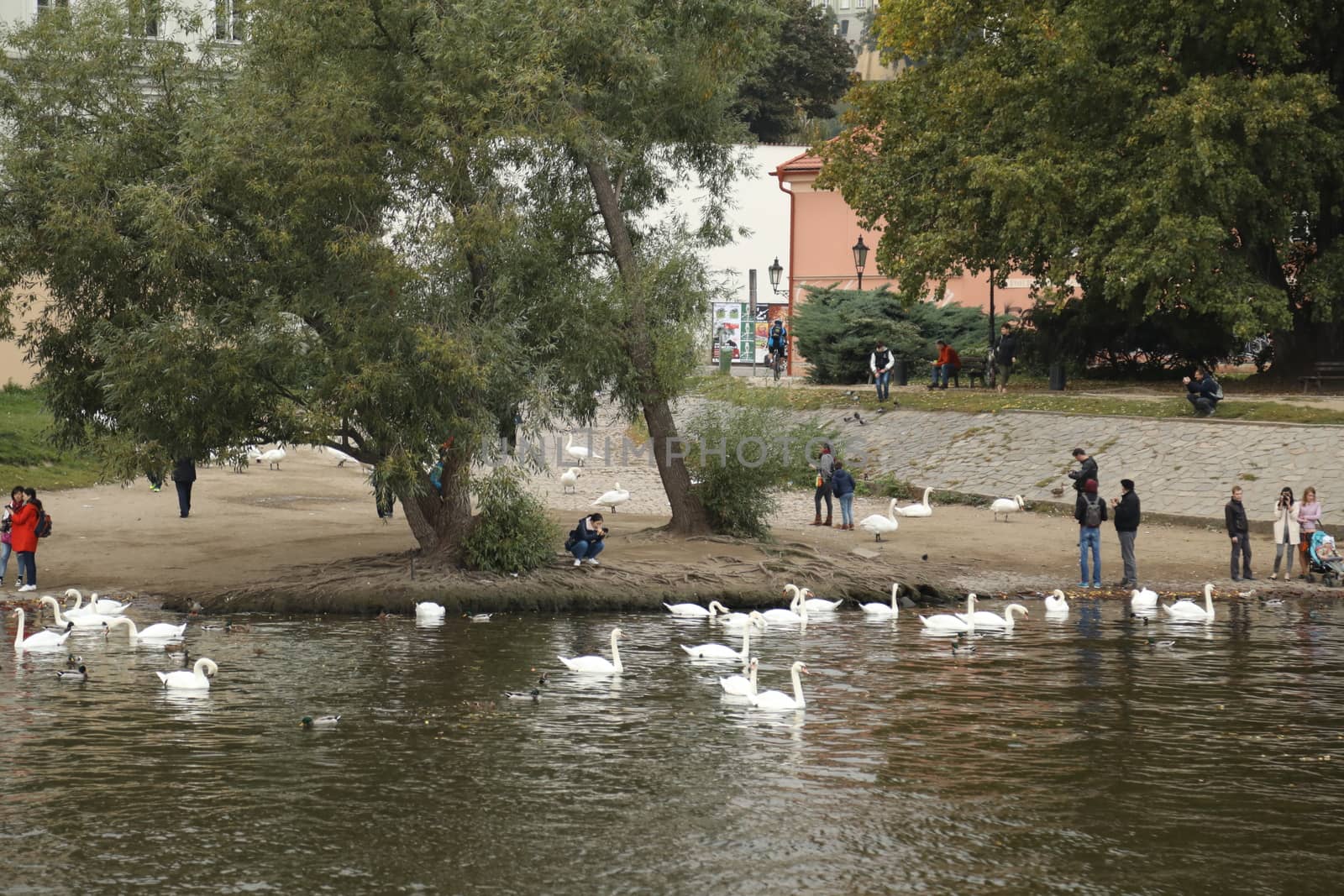 Birds in the Water
