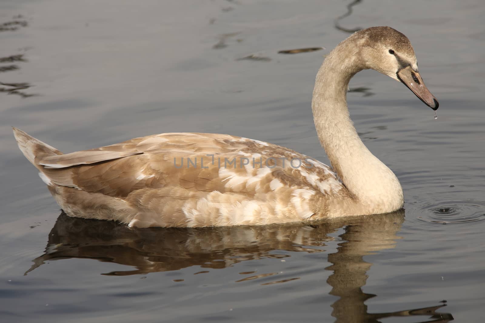Birds in the Water