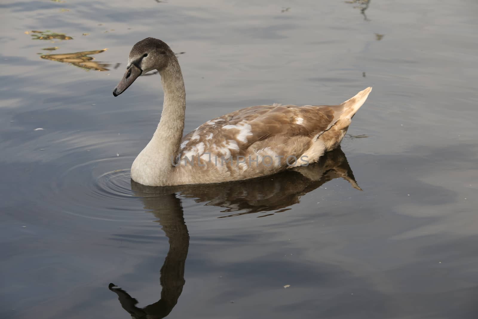 Birds in the Water