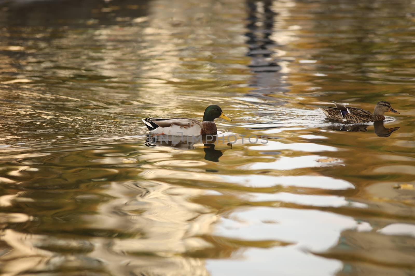 Birds in the Water