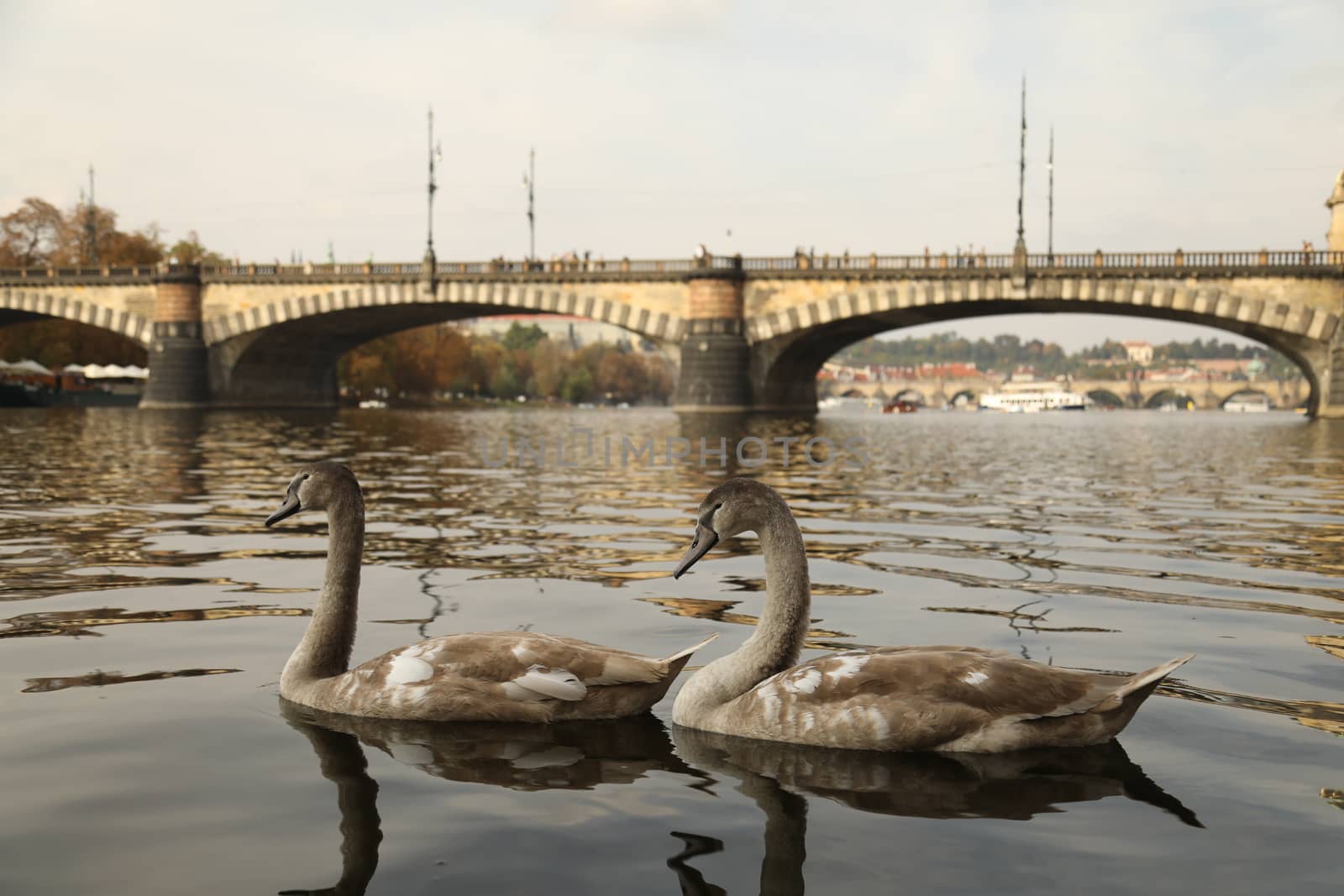 Birds in the Water