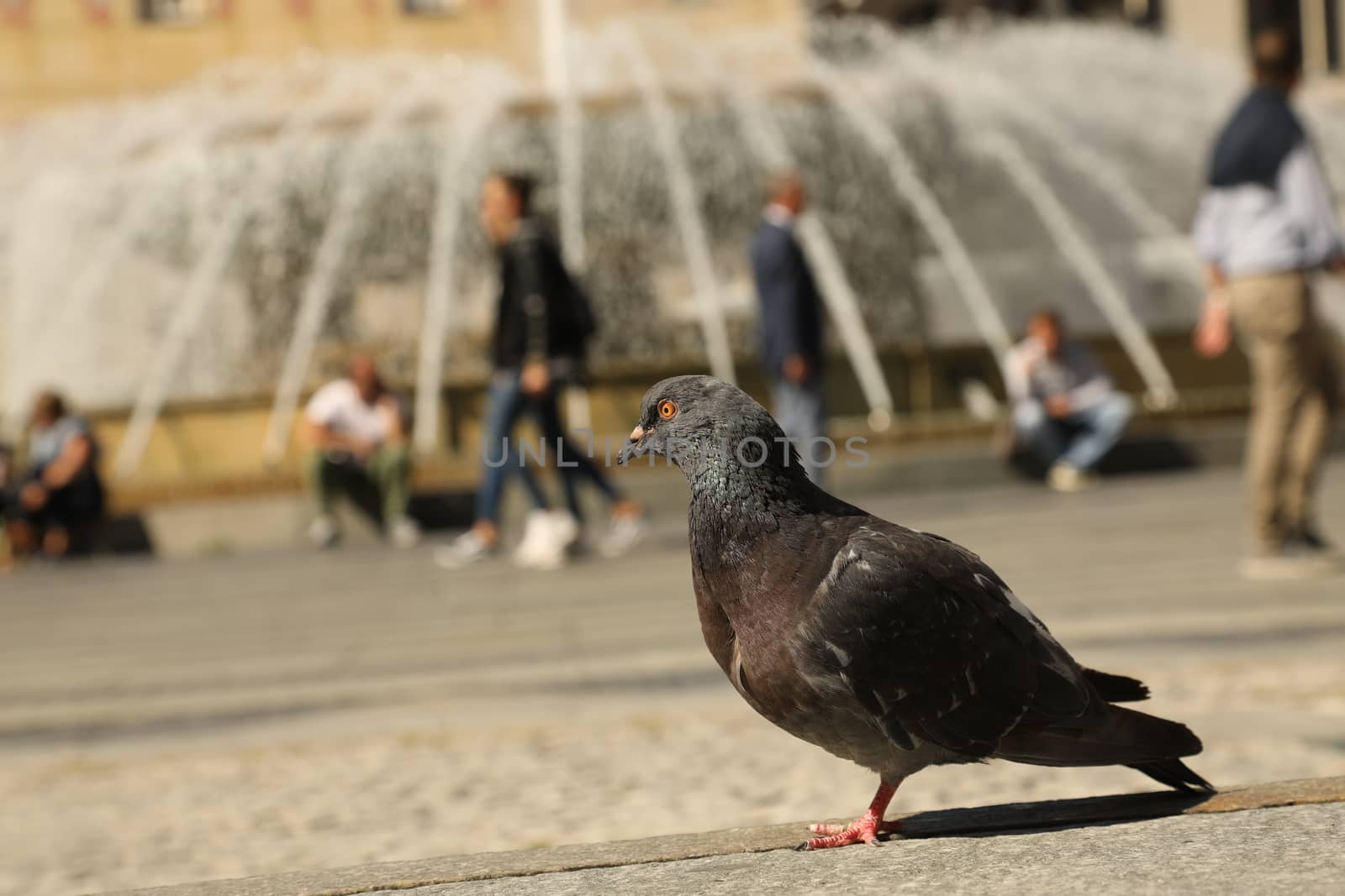 Close up of the Pigeon
