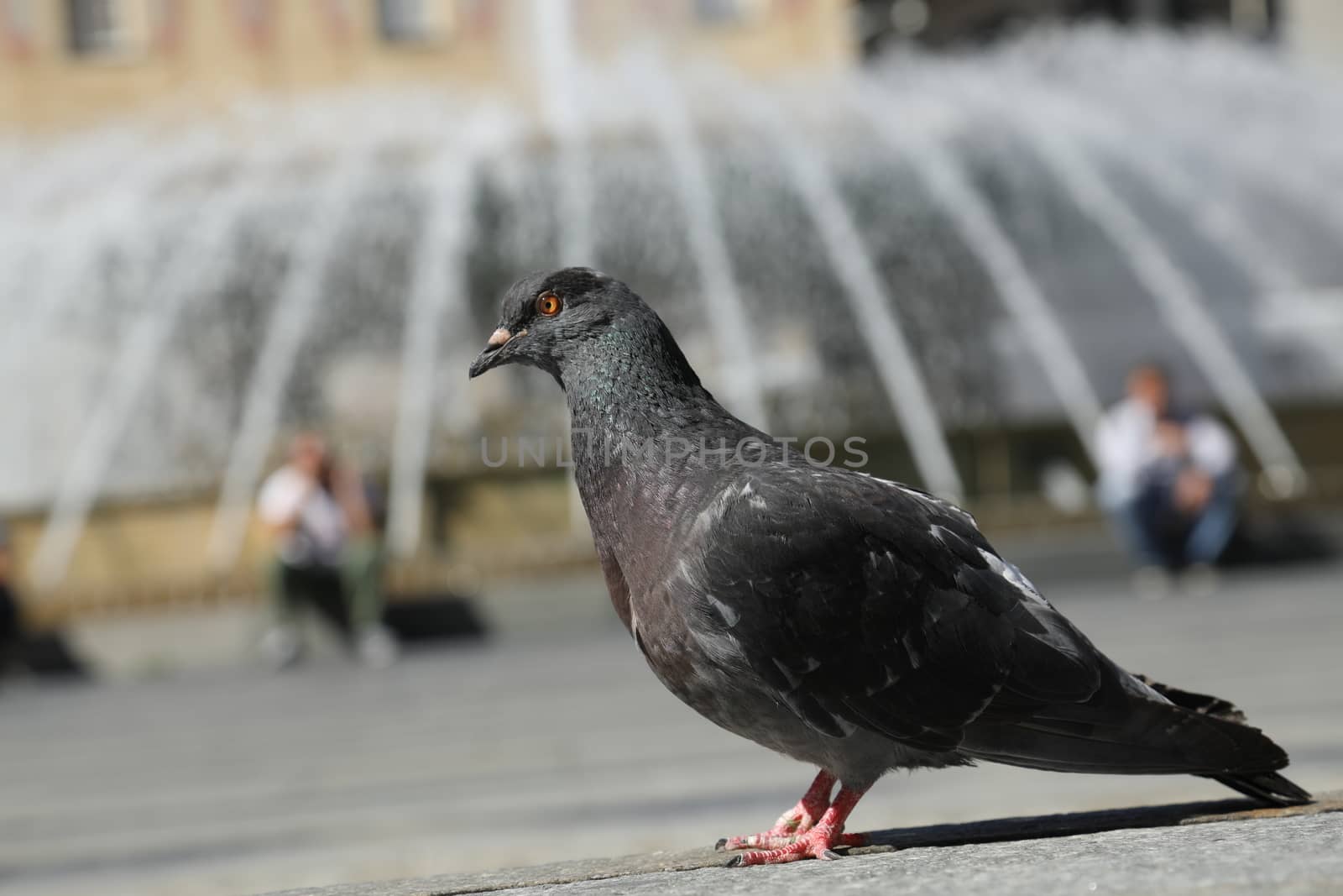 Close up of the Pigeon